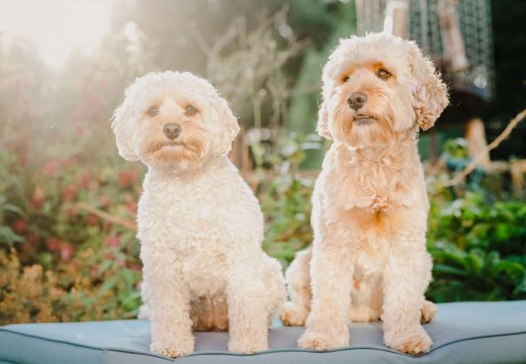 Two dogs sitting patiently, Wedding Day Dog Nanny