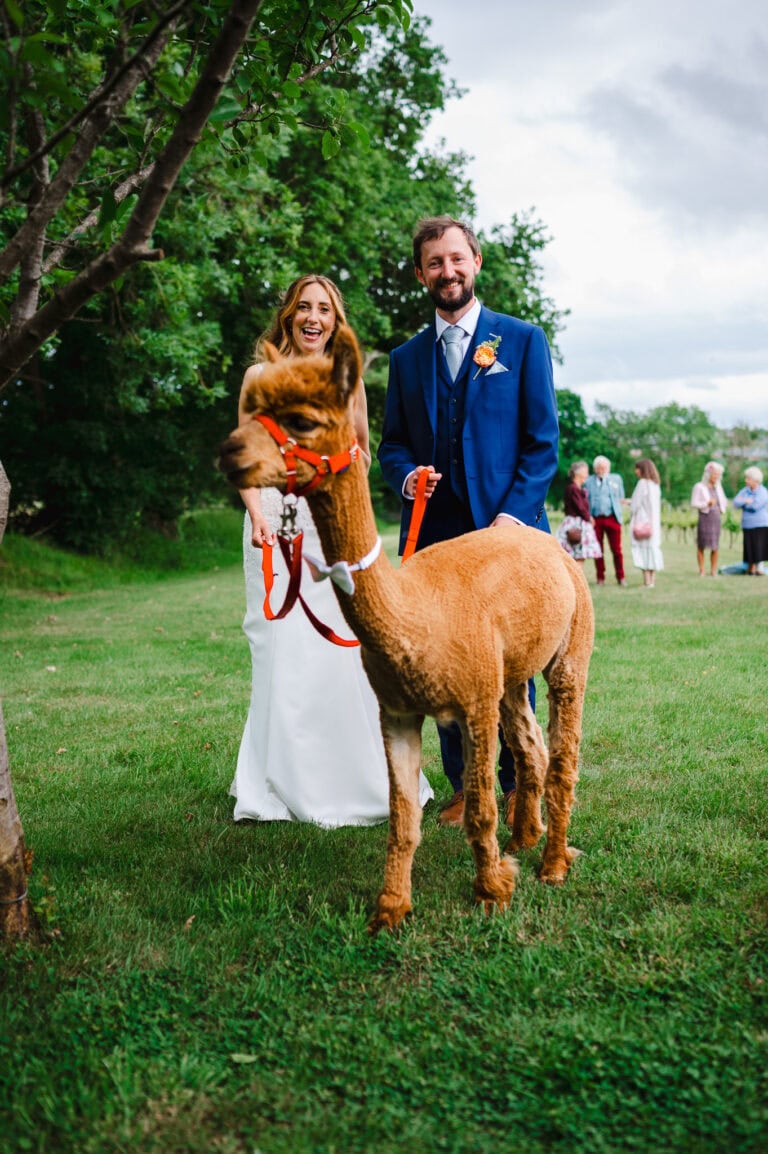 Newlyweds walking an alpaca