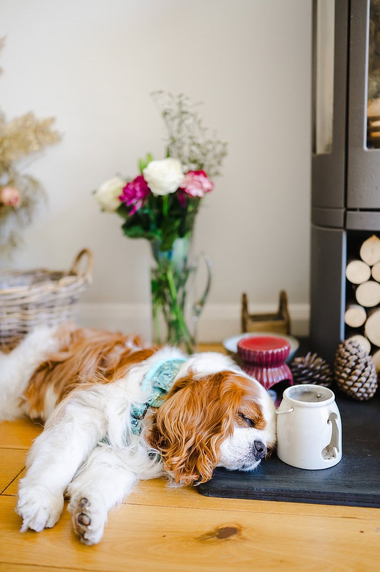 Dog sleeping with head on the fireplace - Wedding Day Dog Nanny Blog