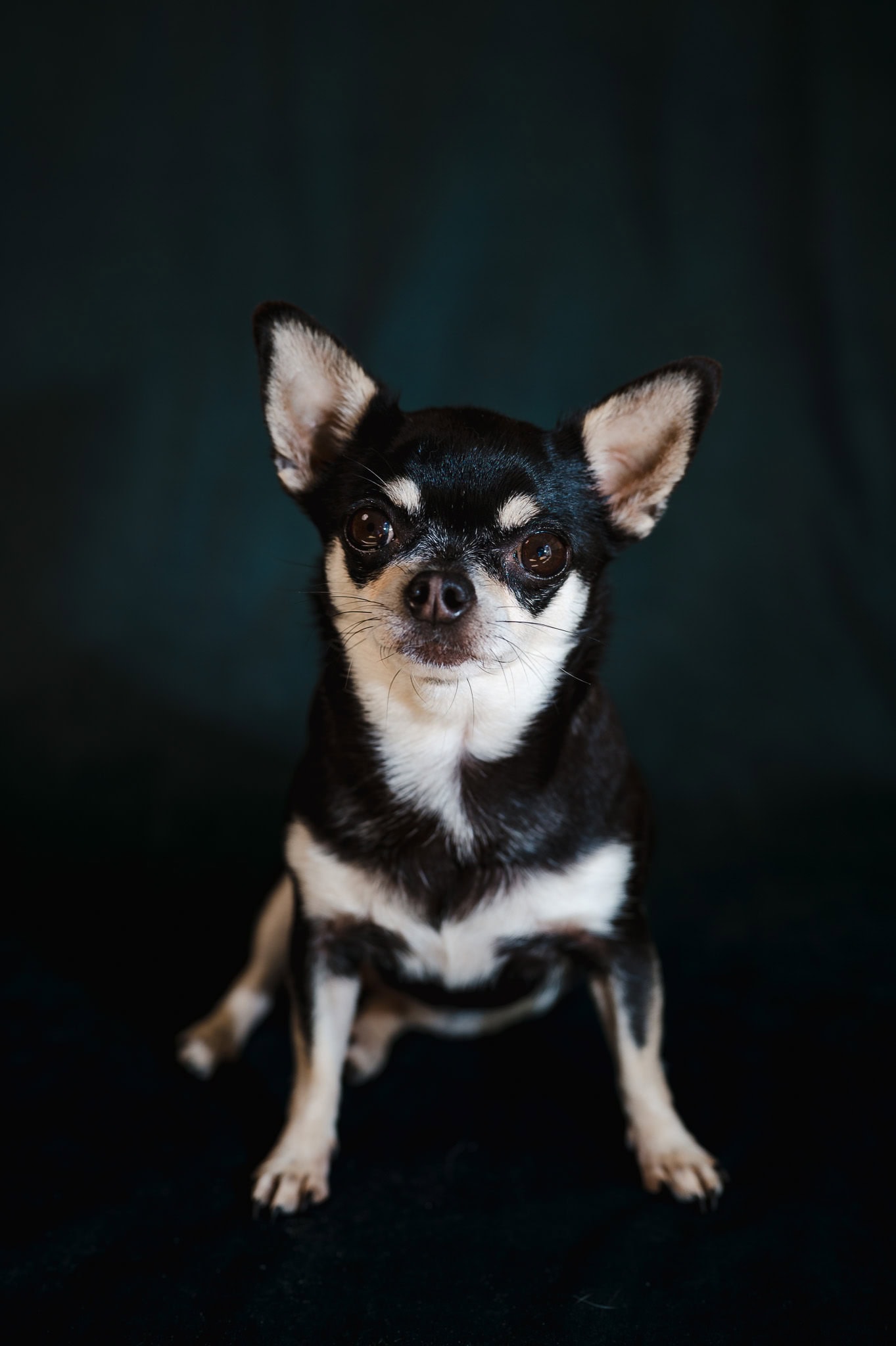 Olive the dog, One of Jakes (Cornwall wedding photographer) dogs